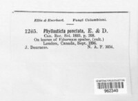 Phyllosticta punctata image